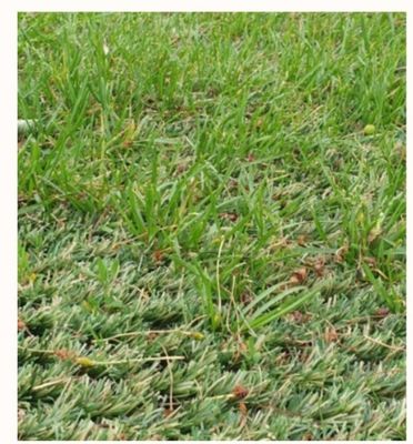 Tapis de gazon artificiel hybride de 25 mm de hauteur avec une résistance à l'usure ultra élevée pour une pose mixte avec du gazon naturel