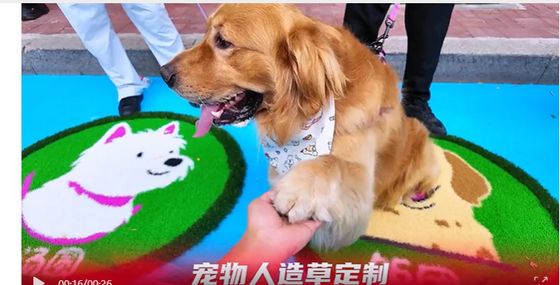 Couleurs personnalisables résistantes aux UV Herbe artificielle pour jardins d'enfants et animaux de compagnie à faible entretien